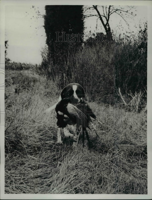 1961 Press Photo Dog carrying a duck that he hunt-Historic Images