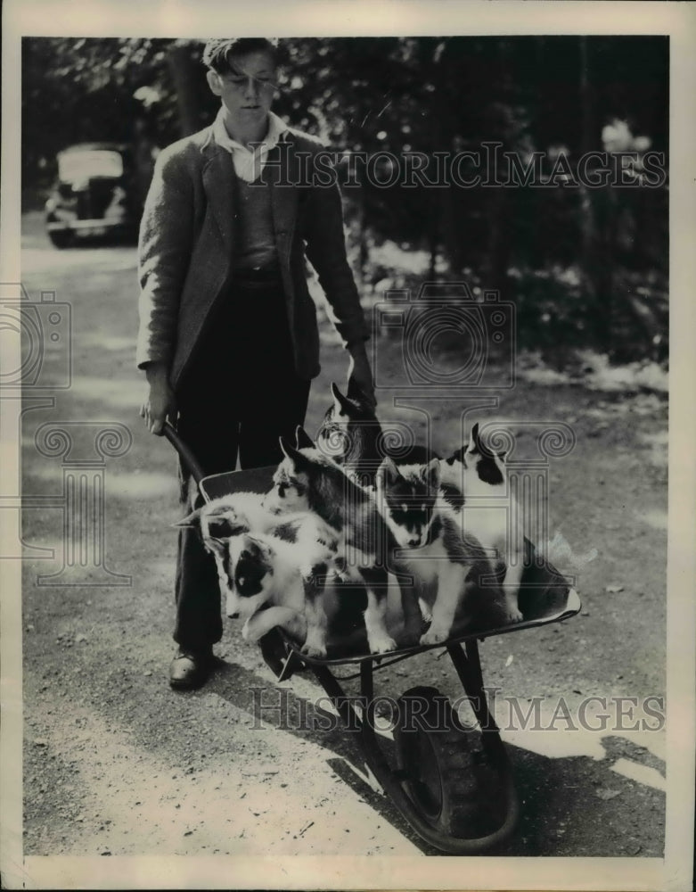 1948 Press Photo Barry gives the Husky pups a ride at Whipsnade Zoo - Historic Images