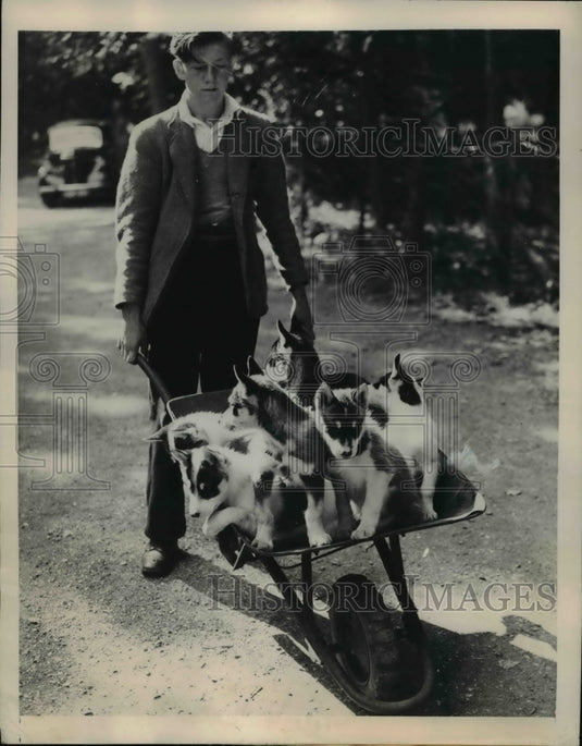1948 Press Photo Barry gives the Husky pups a ride at Whipsnade Zoo - Historic Images