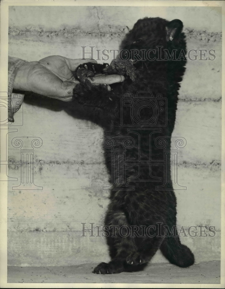 1942 Press Photo Black panther in San Francisco Zoo - Historic Images