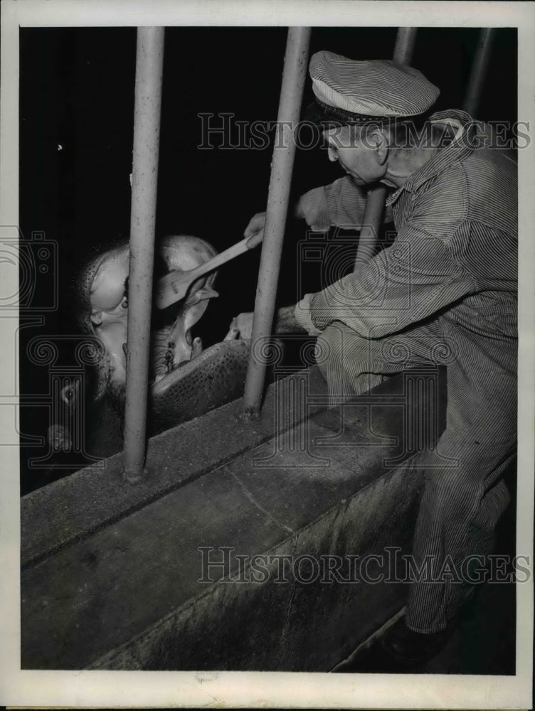 1946 Press Photo El Mark cleaning the teeth of Bebe in Brookfield Zoo - Historic Images