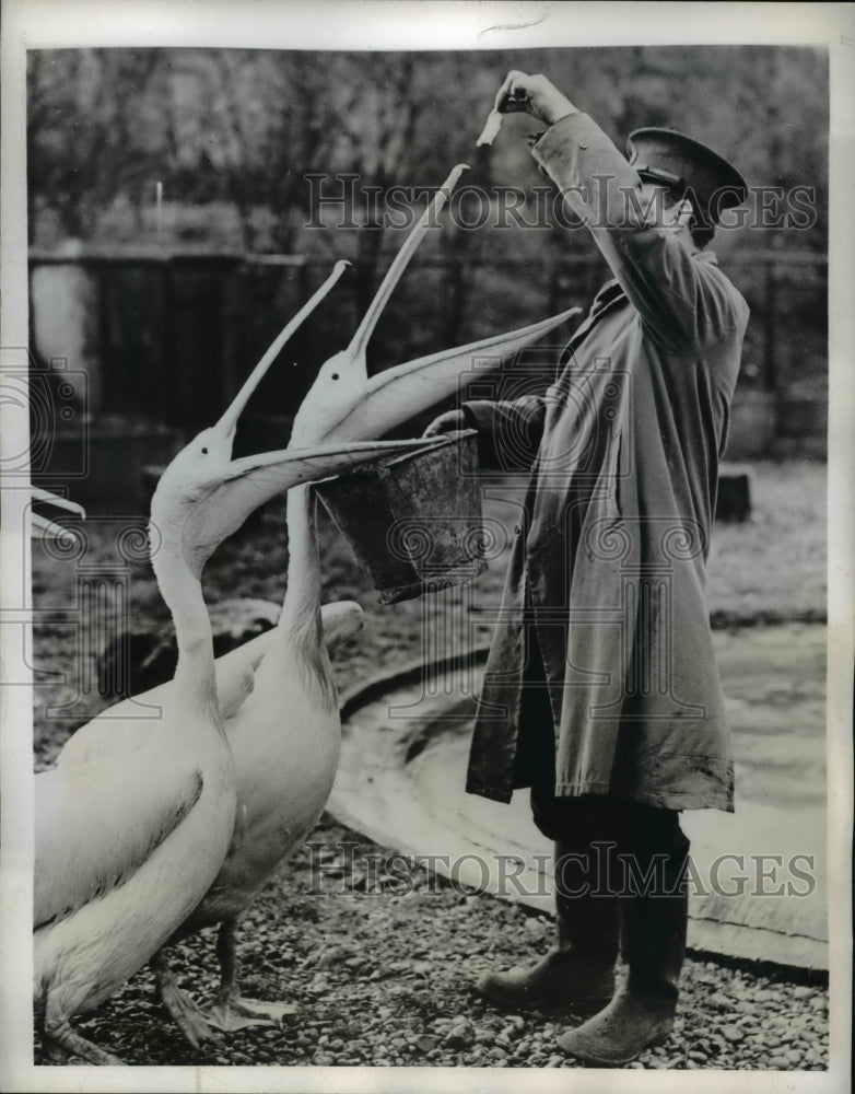 1944 Press Photo The Pelican at the English Zoo - Historic Images