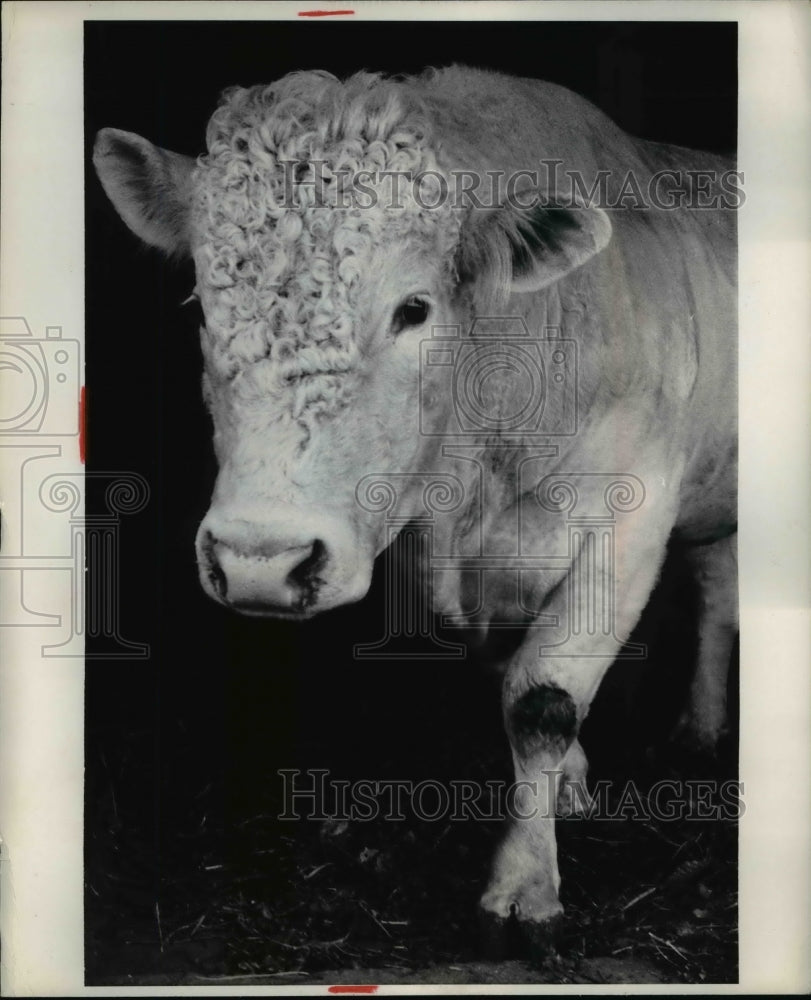 1968 Press Photo The curly headed bull, young Charlais of France - Historic Images