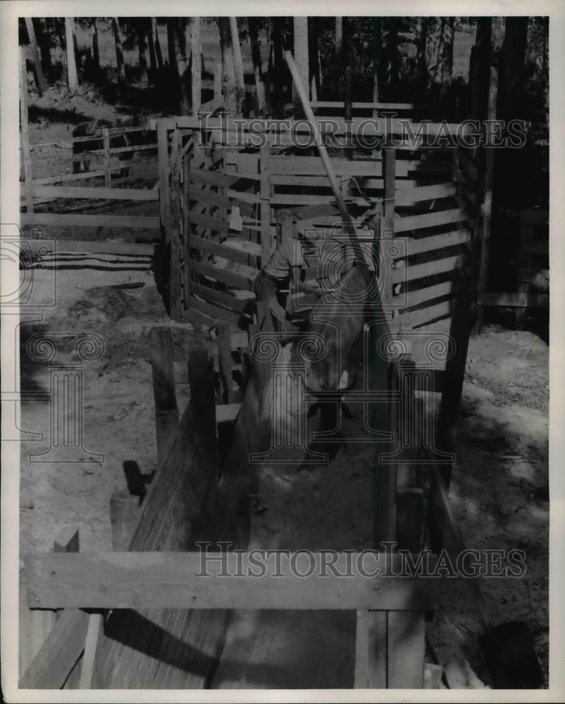 1957 Press Photo Animals are paint marked for identification - Historic Images