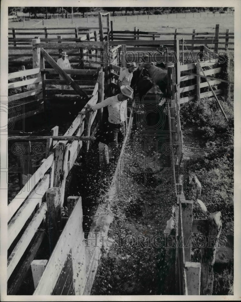 1957 Press Photo Cattle infested with ticks washed with chemicals - Historic Images