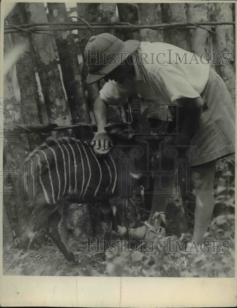 1937 Press Photo Attilio Gatti combing Congo animal - Historic Images