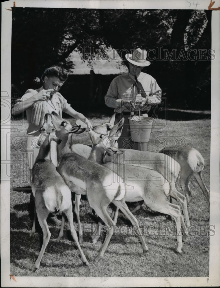 1945 Press Photo Young Antelope being &quot;prepped&quot; before release - Historic Images