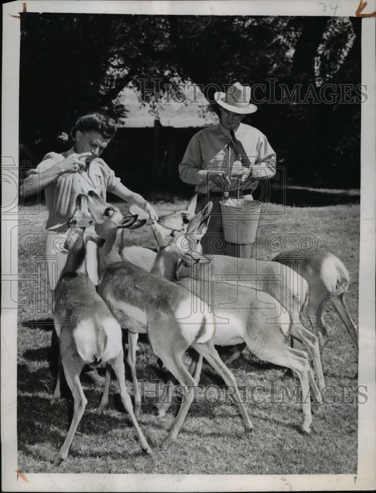 1945 Press Photo Young Antelope being "prepped" before release - Historic Images