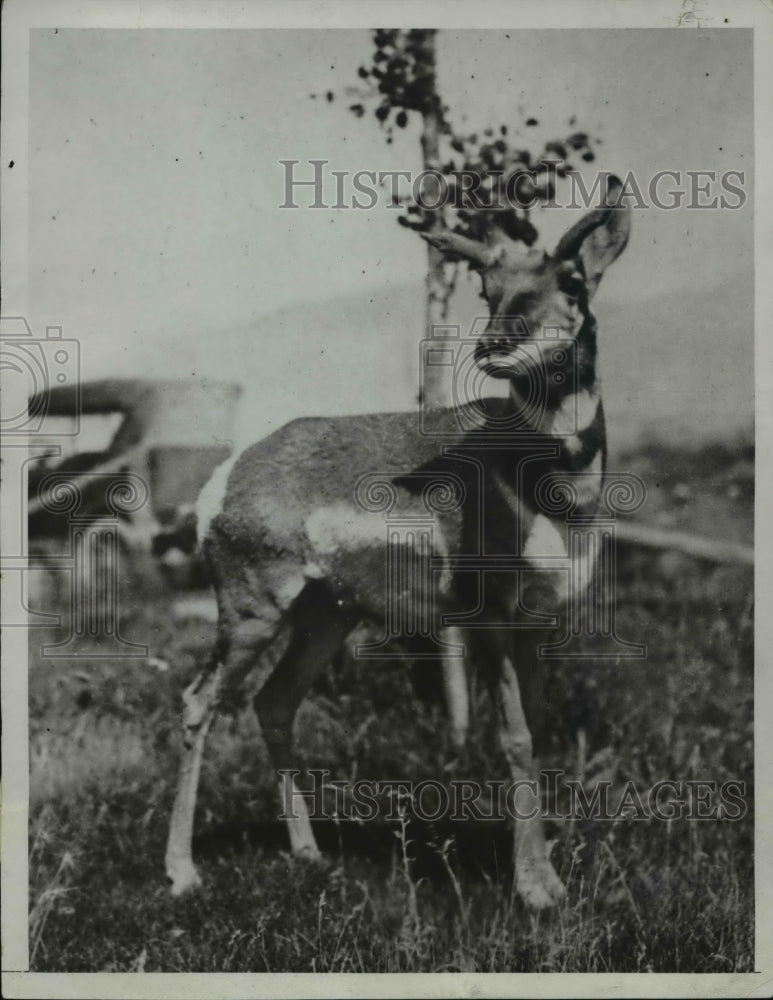 1934 Press Photo Antelope on ranch yard - Historic Images