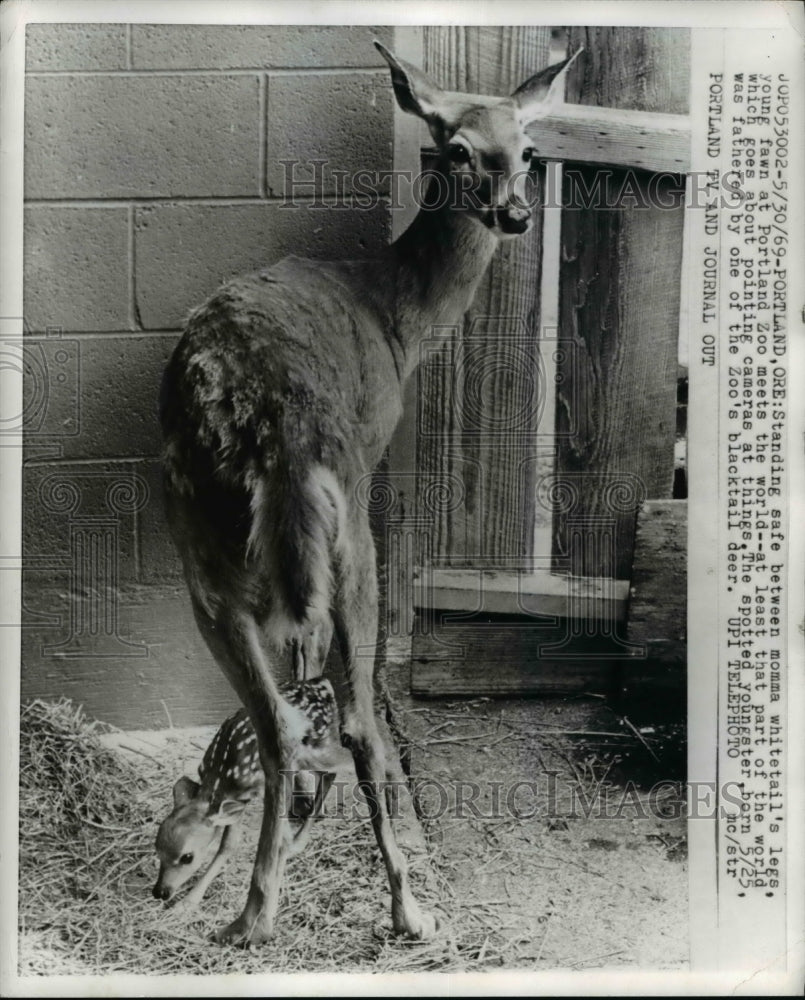 1969 Press Photo Standing between Mom tail&#39;s legs, young fawn at Portland Zoo - Historic Images