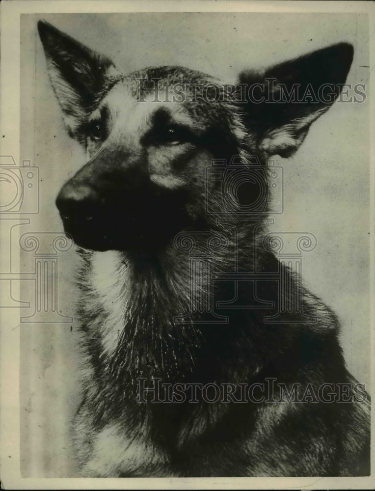 1926 Press Photo Ranger was set to become a movie star - Historic Images
