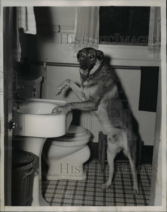 1938 Press Photo Copper washing his paws - Historic Images