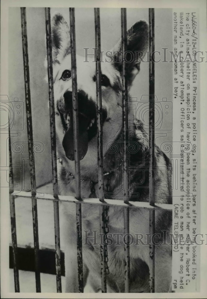 1951 Press Photo Princess, a police dog, sitting behind bars - Historic Images