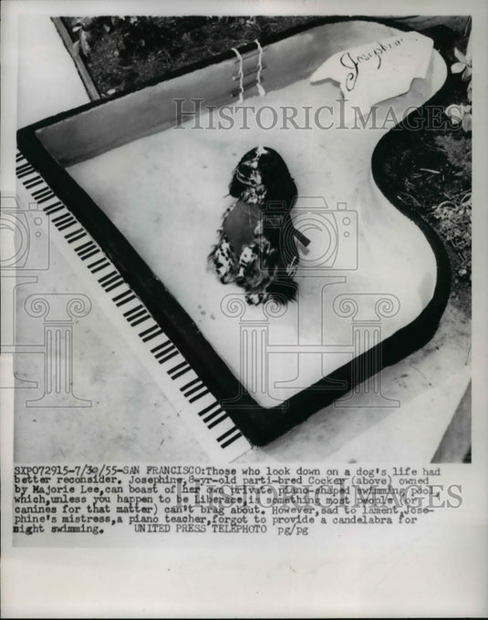 1955 Press Photo Josephine, parti-bred Cocker, at her piano shaped swimming pool - Historic Images