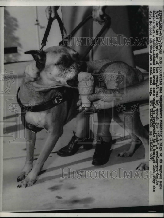 1958 Press Photo Cindy the dog licking a doubled deck ice cream - Historic Images