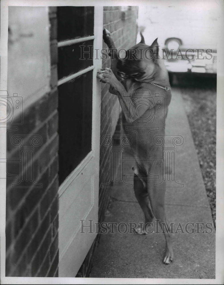 1957 Press Photo Jigg the Boxer that opens the door - Historic Images