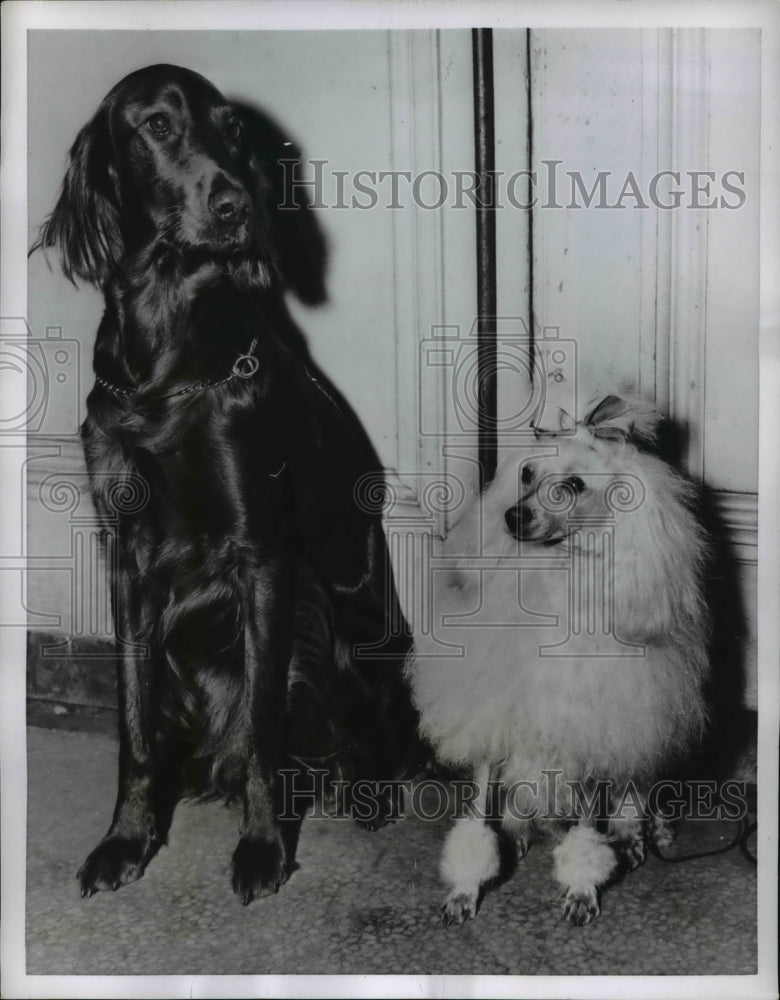 1955 Press Photo Police and Army Dog Society Show in London - Historic Images