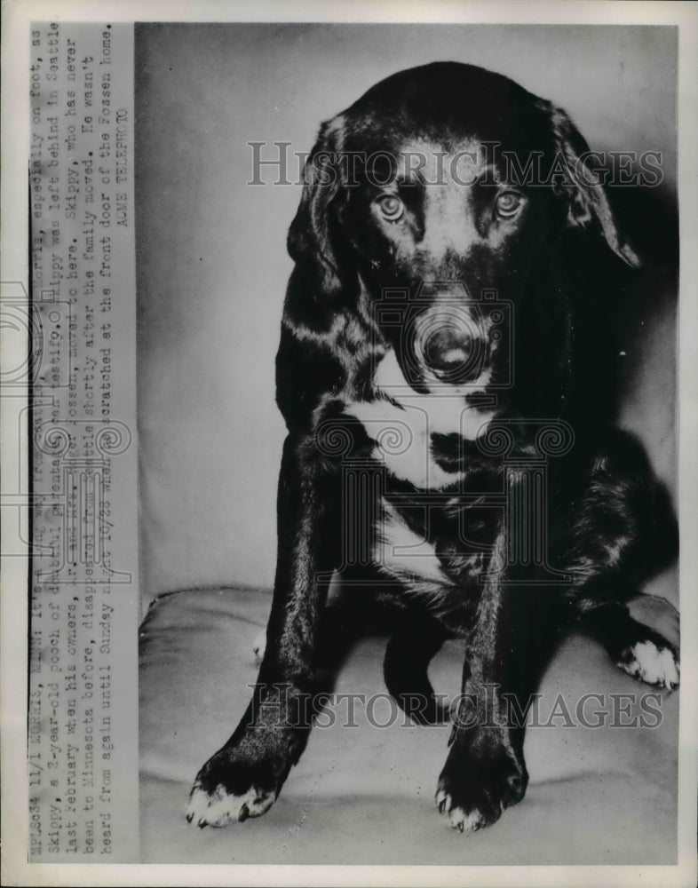 1951 Press Photo Skippy, a year old Pooch - Historic Images