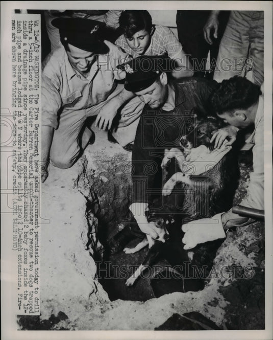 1951 Press Photo Fire Department rescued 2 dogs trapped inside a drainage - Historic Images