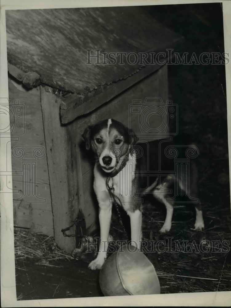 1937 Press Photo Pal, a mongrel dog - Historic Images