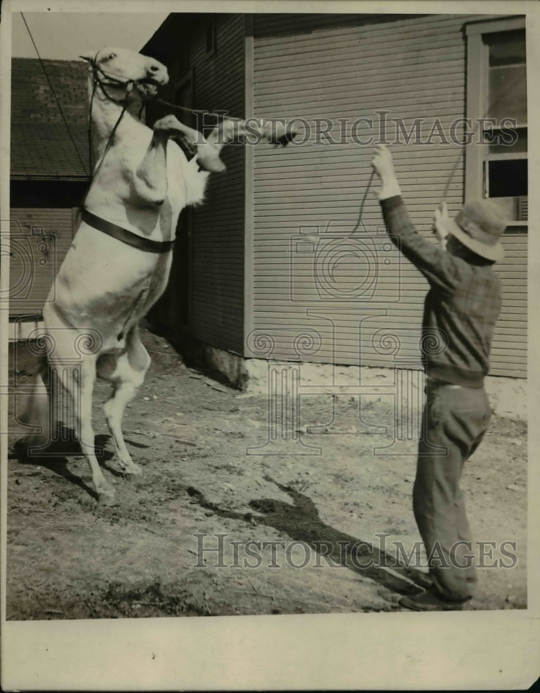 1927 Press Photo A Man teaching a Horse - Historic Images