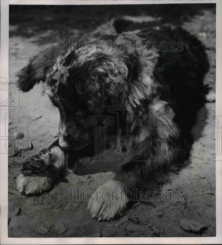 1952 Press Photo Dog guarding a baby sparrow that fell on the tree - Historic Images