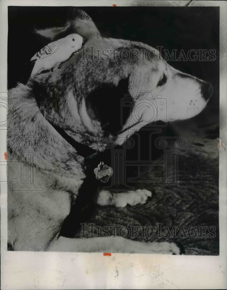 1954 Press Photo Baby, a blind parakeet, with Brownie, dog - Historic Images