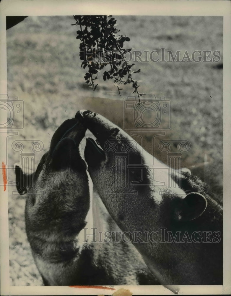 1948 Press Photo Two Brazilian Tapirs snuggle up at famous Whipsnade Zoo - Historic Images