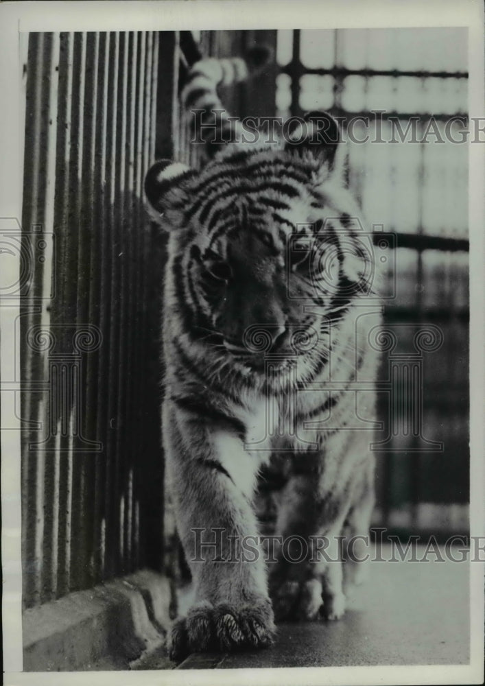 1949 Press Photo Baccha, London Zoo&#39;s 12-month-old Tiger, paces in new quarters - Historic Images