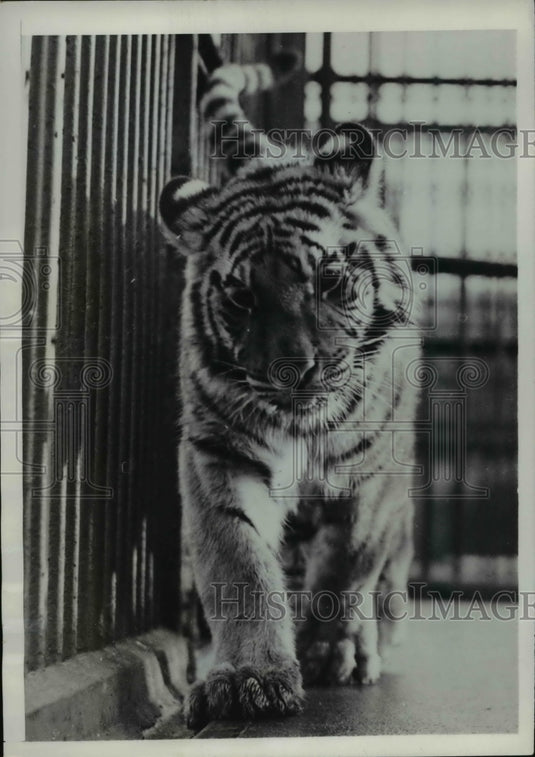 1949 Press Photo Baccha, London Zoo's 12-month-old Tiger, paces in new quarters - Historic Images