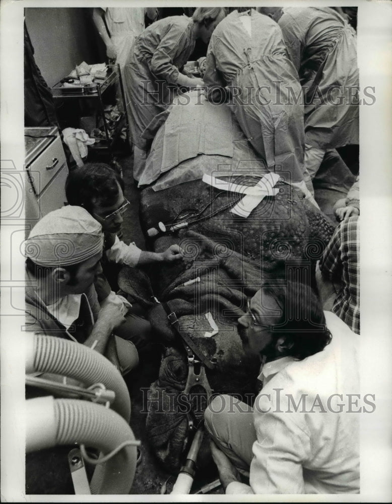 1975 Press Photo The heavy rhinoceros is sedated and rest on the operating room - Historic Images