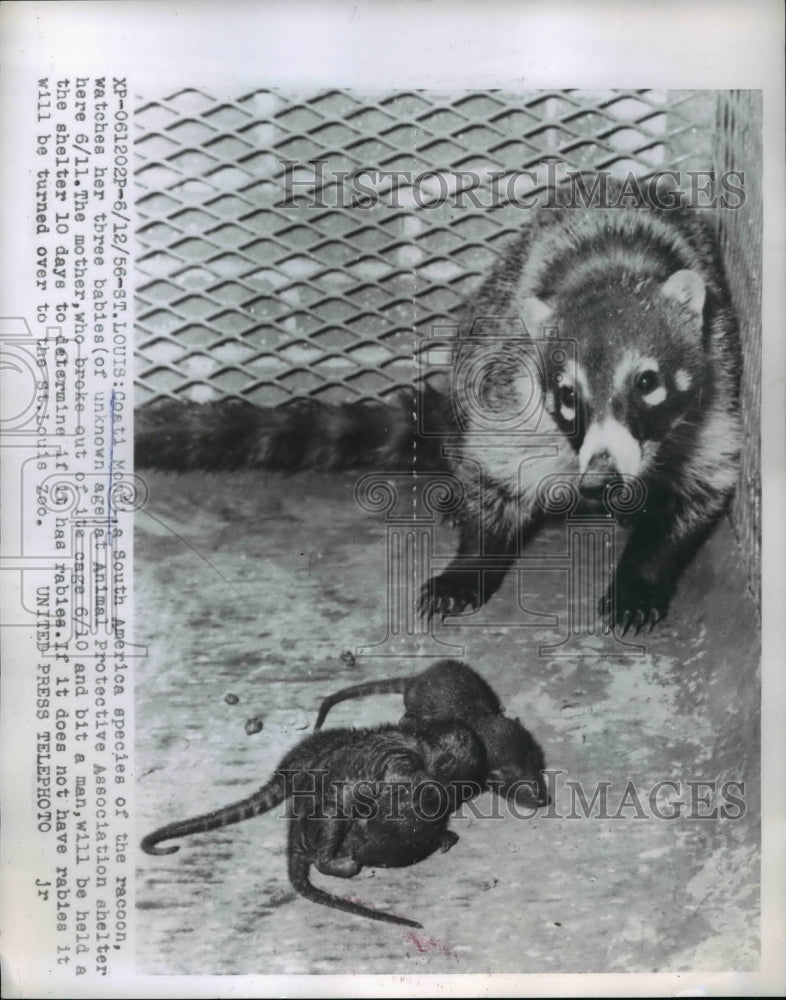 1956 Press Photo Costi Mondi, a South America species of the racoon, with babies - Historic Images