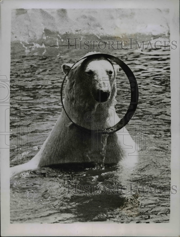 1934 Press Photo Barbara, famous polar bear at Whipsnade Zoo in England - Historic Images