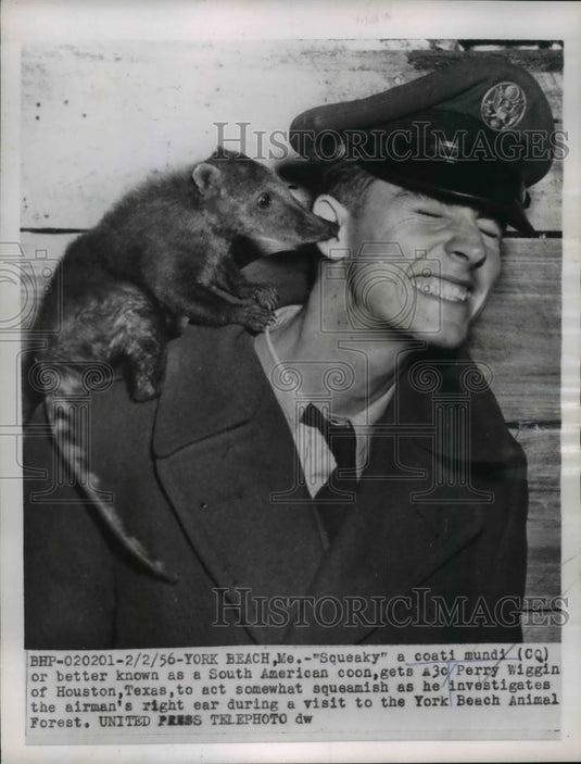 1956 Press Photo "Squeaky" a coati mundi, South American coon, with P. Wiggin - Historic Images