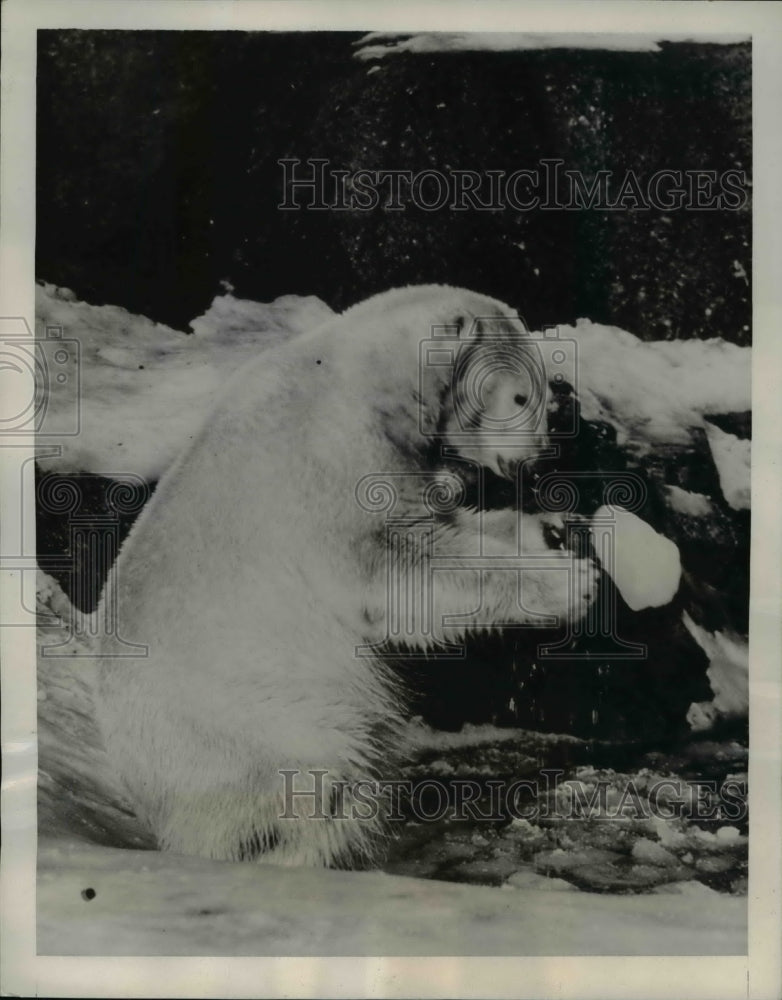 1939 Press Photo &quot;Pav,&quot; polar bear resident of the London Zoo, hurls ice - Historic Images