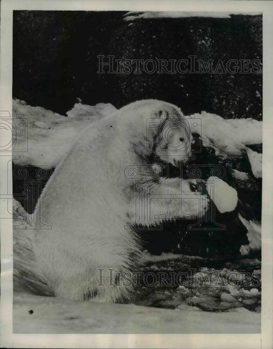 1939 Press Photo "Pav," polar bear resident of the London Zoo, hurls ice - Historic Images
