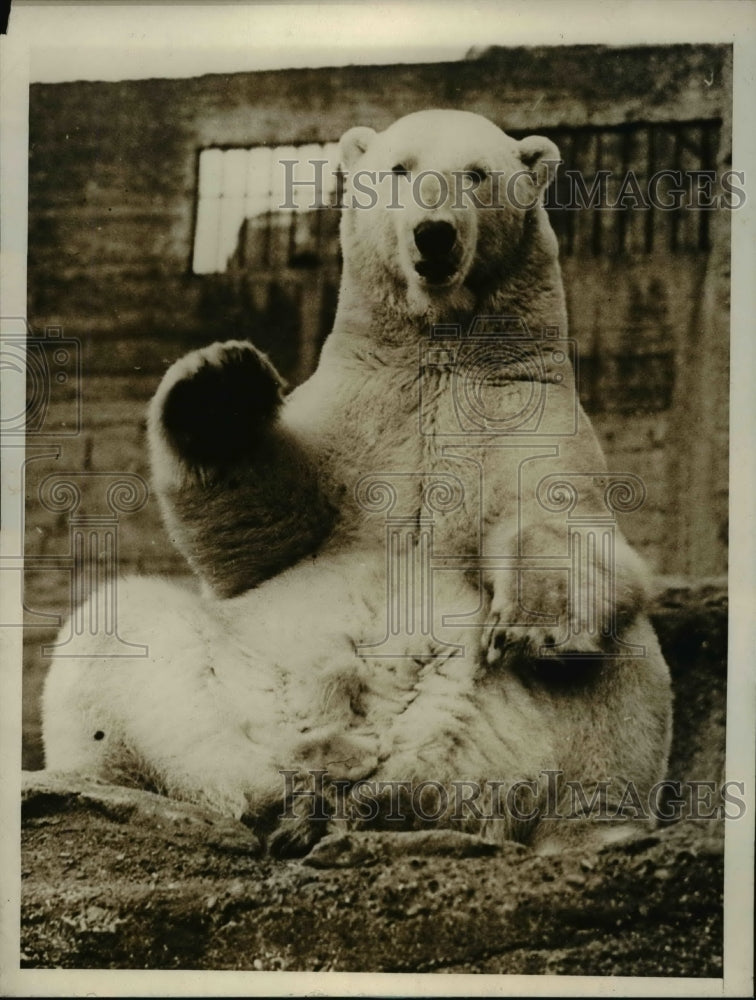 1930 Press Photo Baron Polar Bear, member of London Zoological Gardens, waving - Historic Images