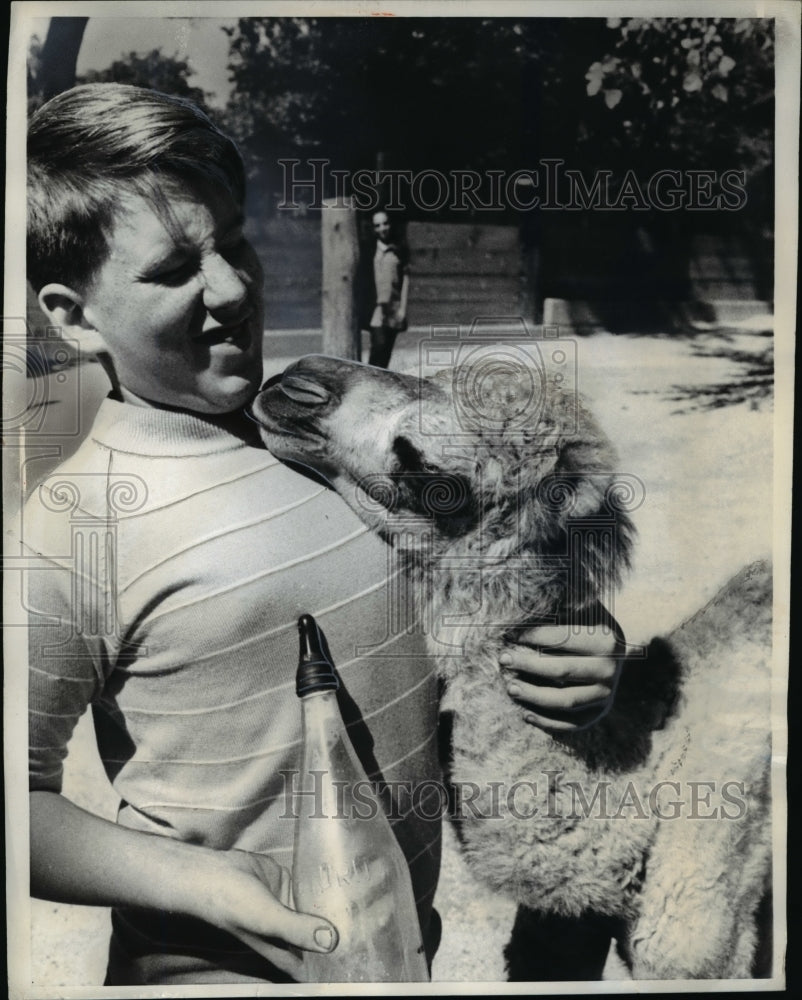 1970 Press Photo Tino, little camel, showing love to feeder - Historic Images