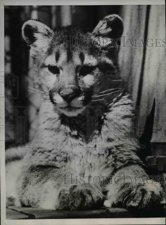 1935 Press Photo One of the pumas who was born in Washington Zoo - Historic Images