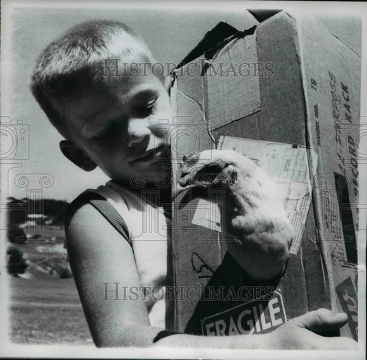 1960 Press Photo Mike McGann carrying a boxful of rooster to a local pet show - Historic Images