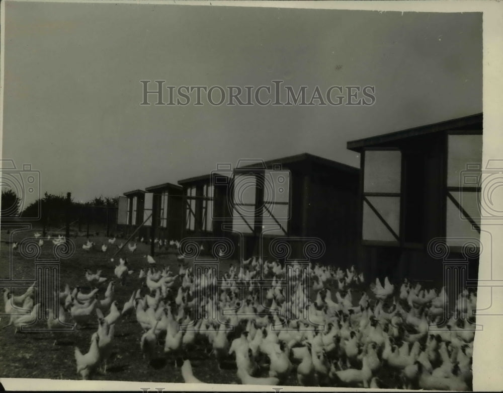 1928 Press Photo Hooven Poultry Farm - Historic Images