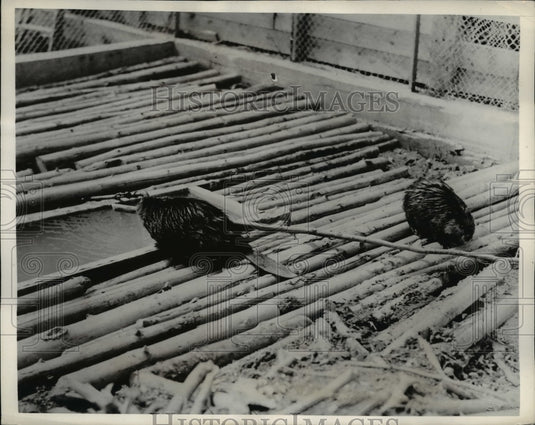 1938 Press Photo of beavers chewing wood - Historic Images