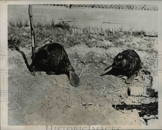 1938 Press Photo The beavers, Nicolet and Joliet at the Canadian Colony - Historic Images