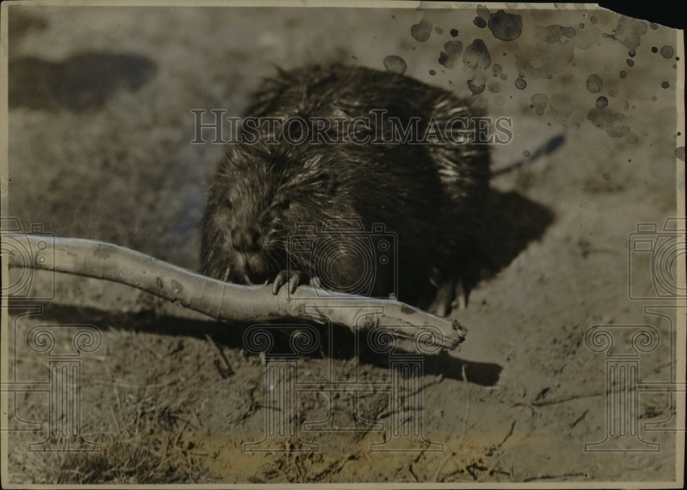 1938 Press Photo The beaver transporting small limb during house building work - Historic Images