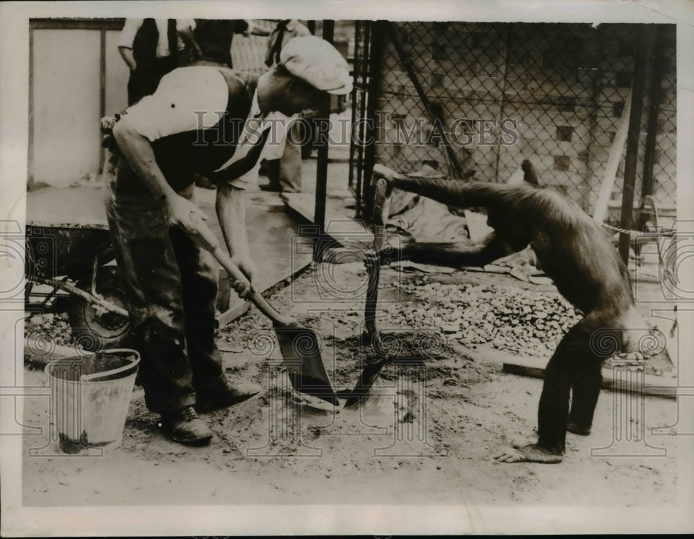 1936 Press Photo Fifi the chimpanzee at the London Zoo enjoys working - Historic Images