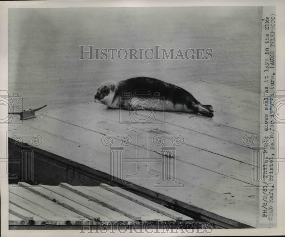 1955 Press Photo The seal lays on the Elke Club Raft - Historic Images