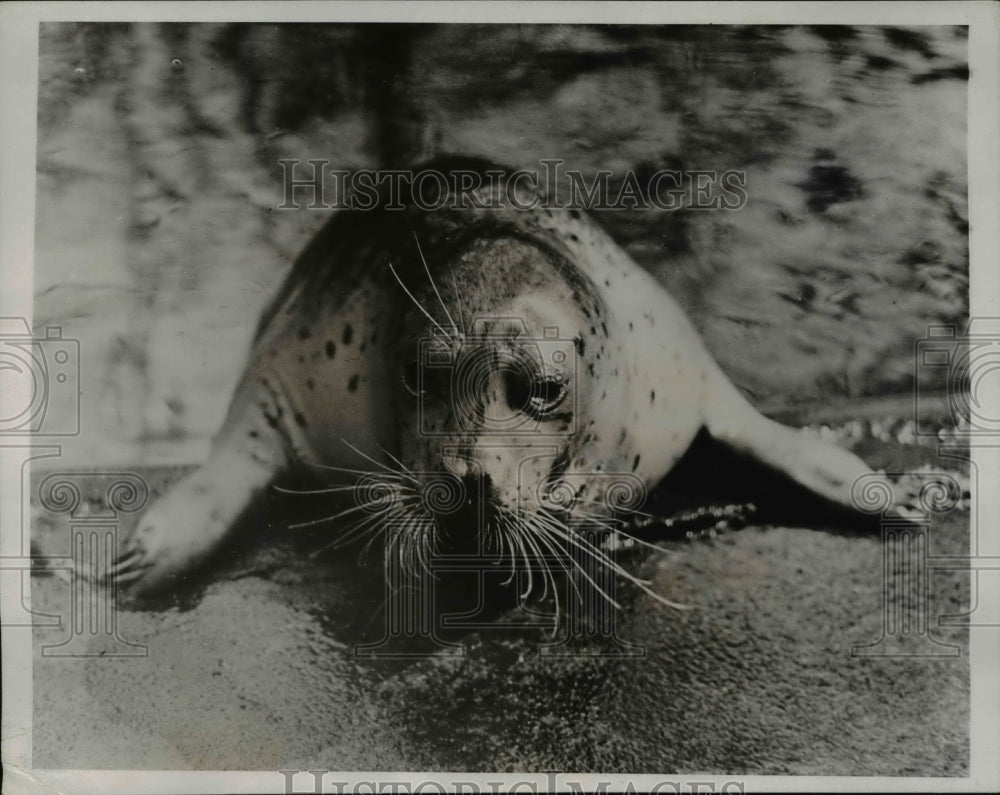 1935 Press Photo An old seal at the National Zoological Park - Historic Images