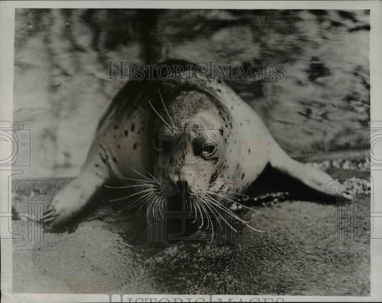 1935 Press Photo An old seal at the National Zoological Park - Historic Images