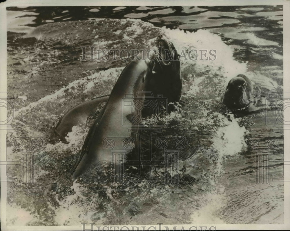 1932 Press Photo The pair of female sea lion at the London Zoo - Historic Images