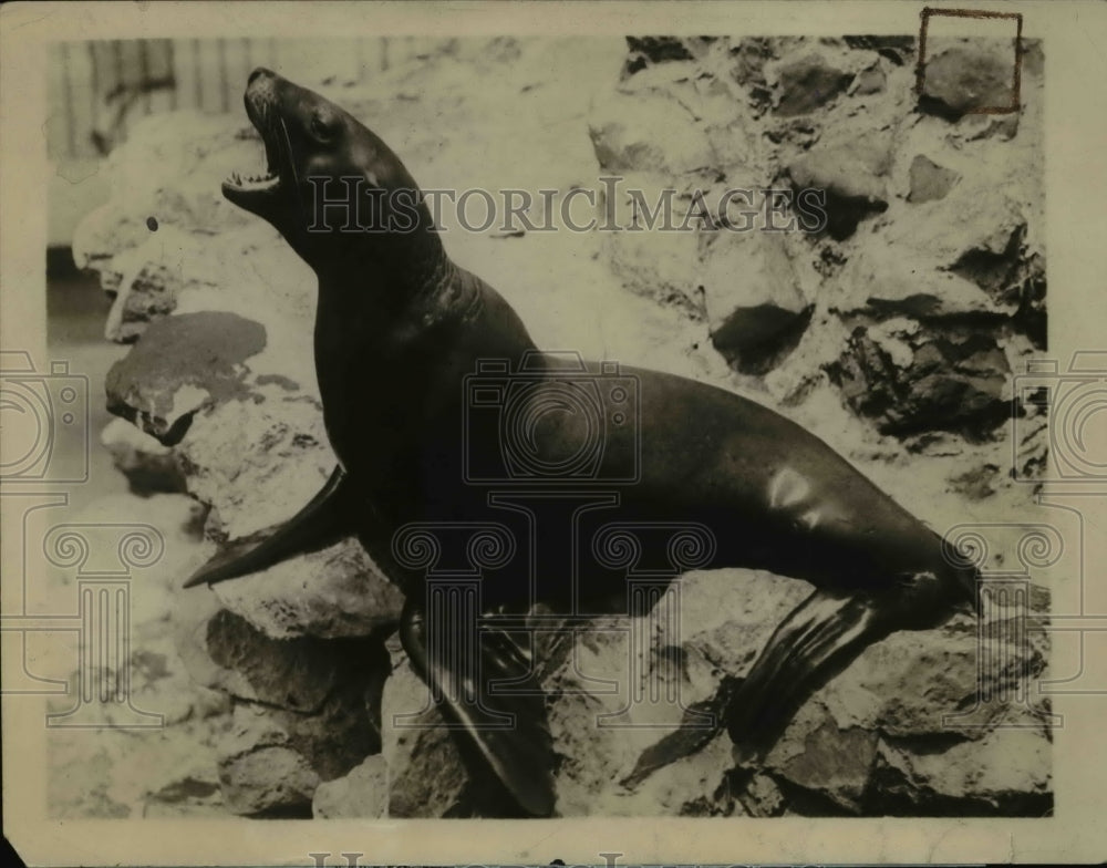 1926 Press Photo Charlie the sea lion at Golden Gate Park Aquarium - Historic Images